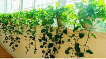 绿植真的可以去甲醛吗？7